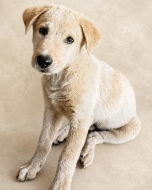 Cauliflower, adopted, Young Male Mixed Breed.