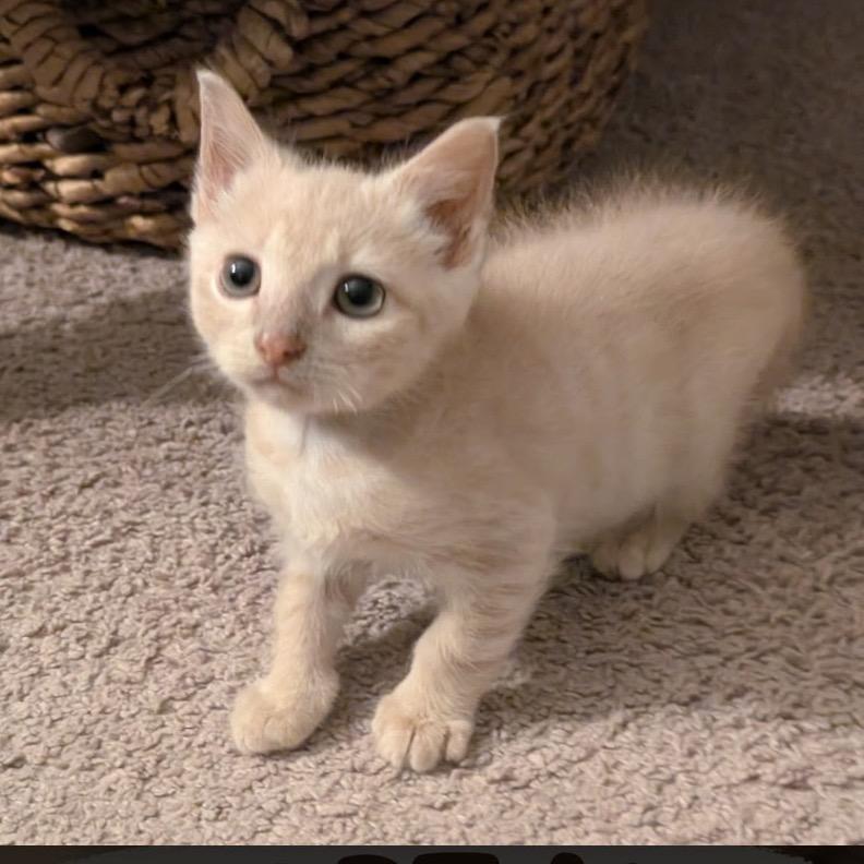 Souffle, Adoptable, Kitten Male Domestic Short Hair.