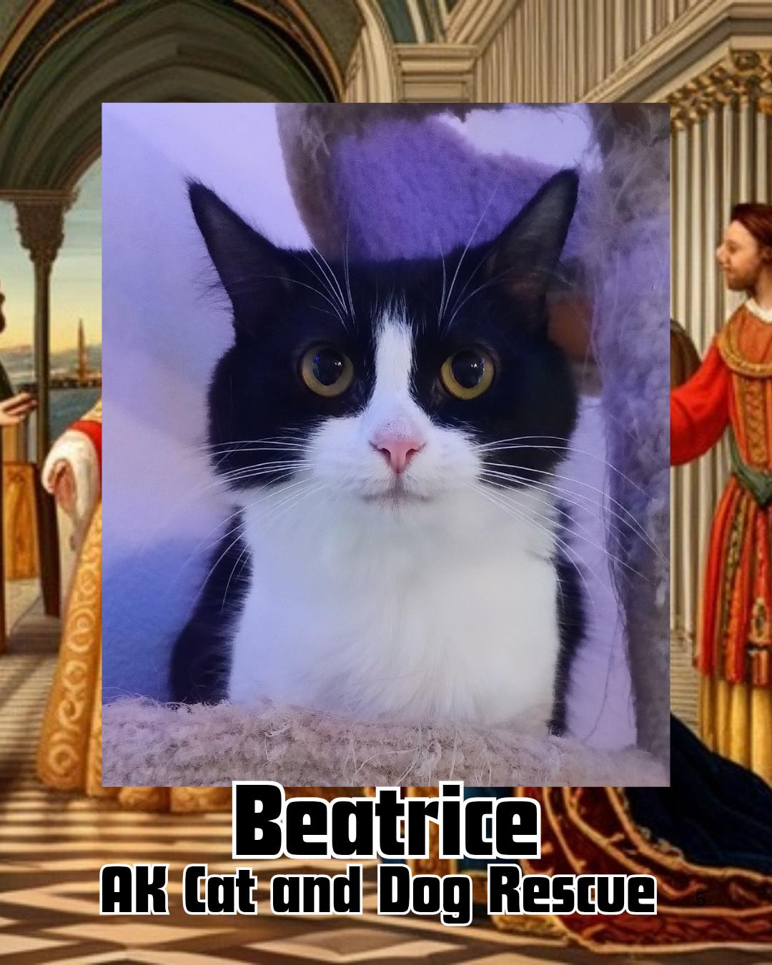 Beatrice, Adoptable, Young Female Domestic Long Hair.