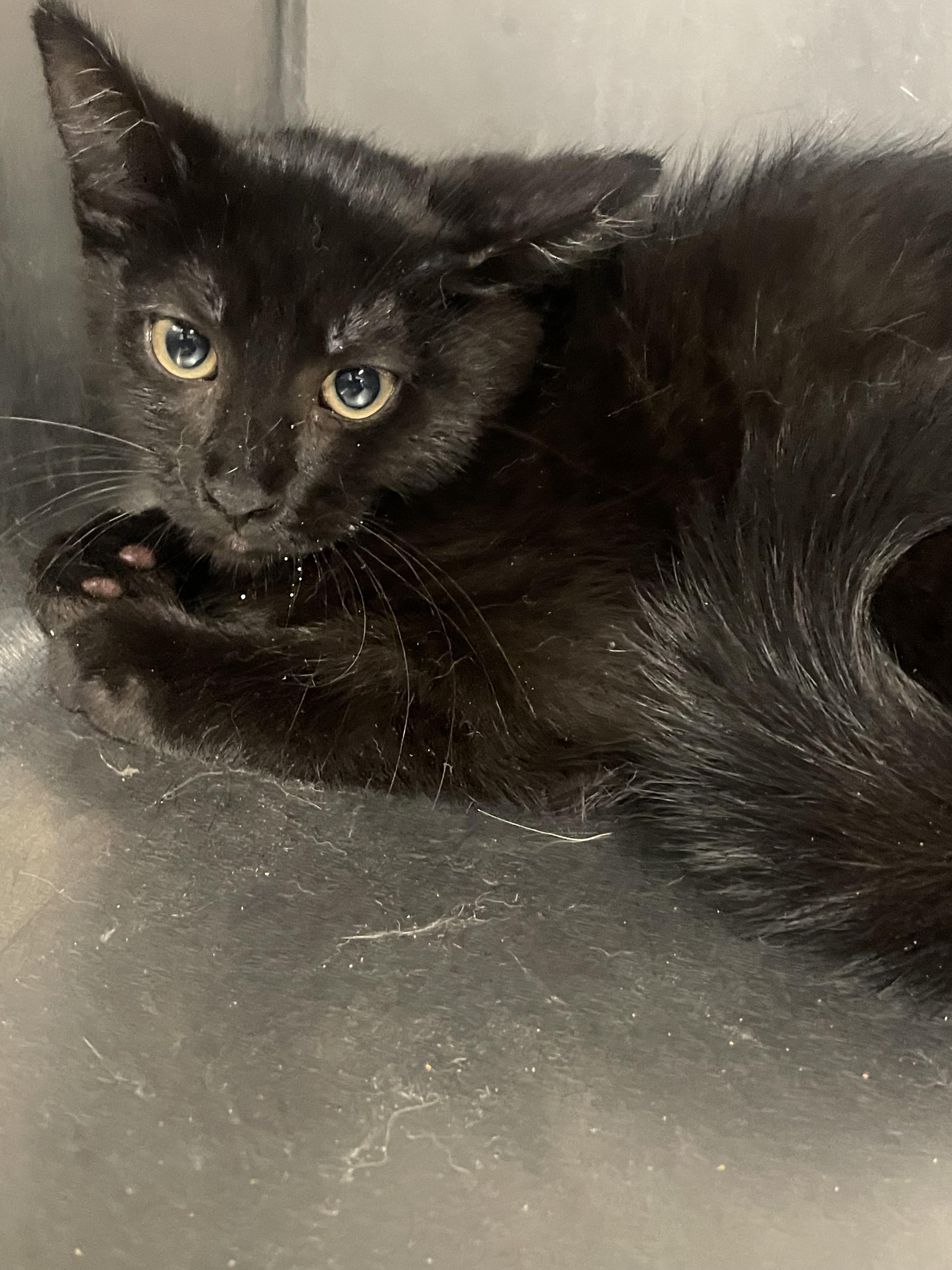 Baxter, ADOPTABLE, Young Male Domestic Short Hair.