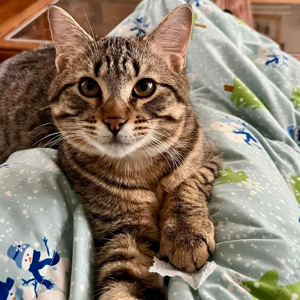 Enlarge Jett, a Adoptable Domestic Short Hair in Manhattan, IL image 1/1