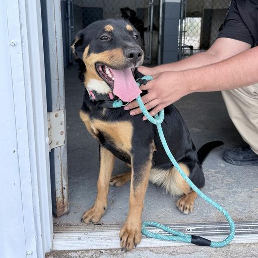 Nala