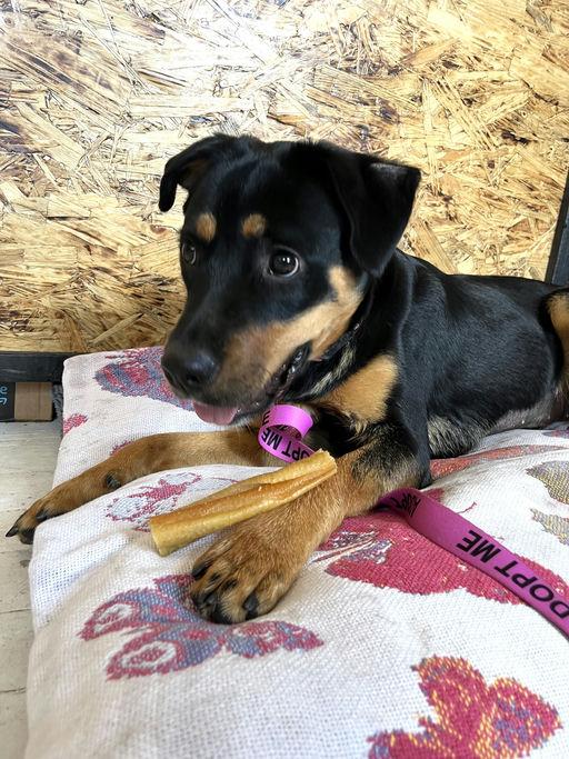 Nala