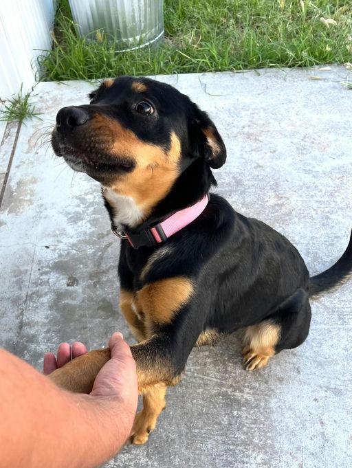 Nala