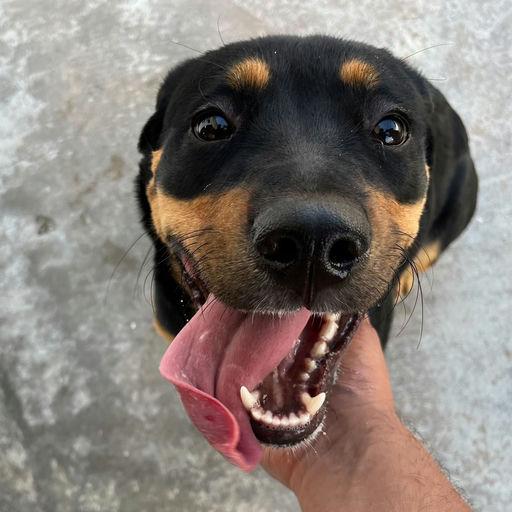 Nala