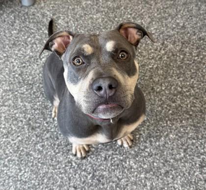 Enlarge Smiley Fry, a Adoptable mixed breed in Westland, MI image 1/3