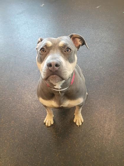 Enlarge Smiley Fry, a Adoptable mixed breed in Westland, MI image 2/3