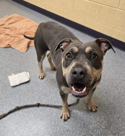 Enlarge Smiley Fry, a Adoptable mixed breed in Westland, MI image 3/3
