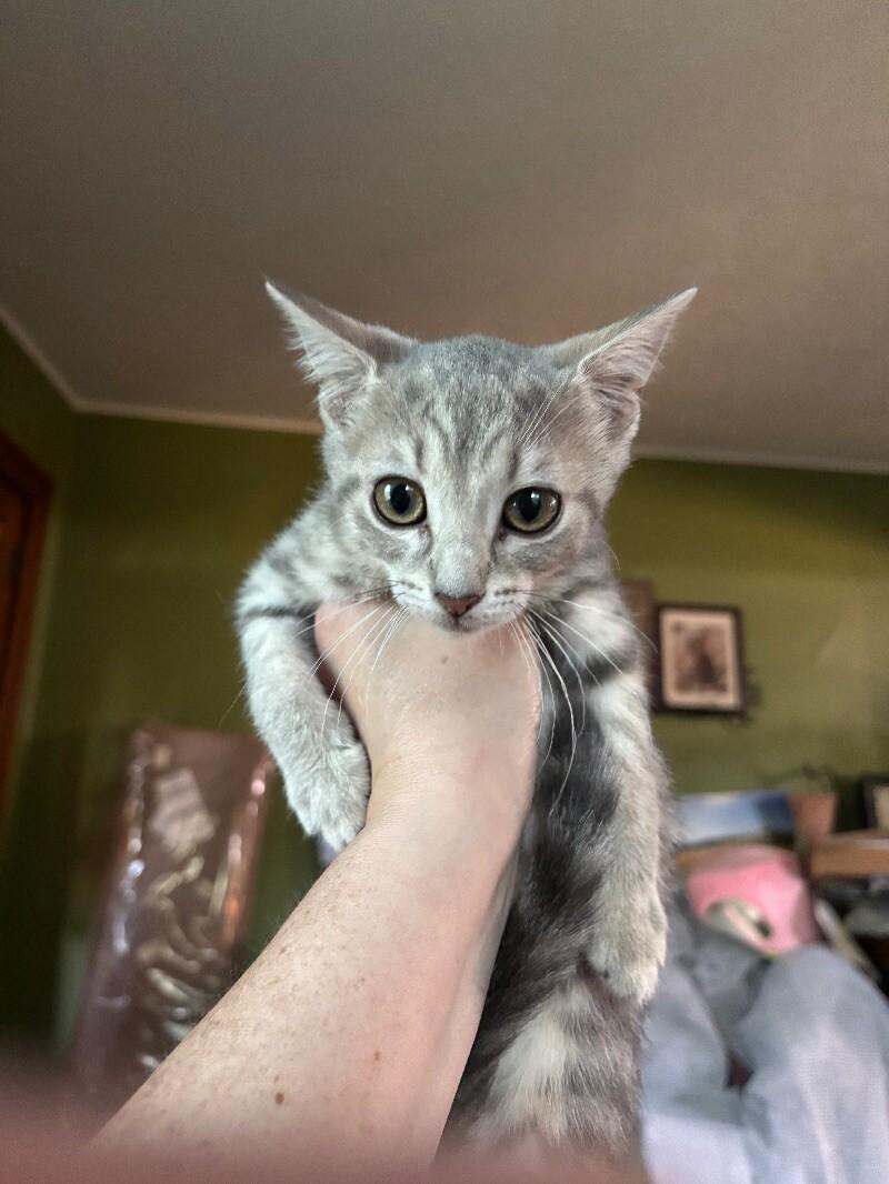 Shirley, a Adoptable Domestic Short Hair in Grand Rapids, MI image 1/3