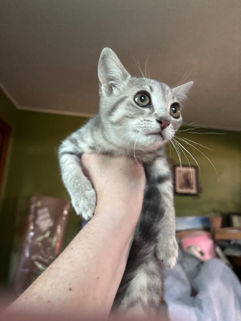 Shirley, a Adoptable Domestic Short Hair in Grand Rapids, MI image 2/3