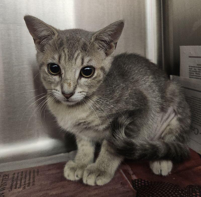 Shirley, a Adoptable Domestic Short Hair in Grand Rapids, MI image 3/3