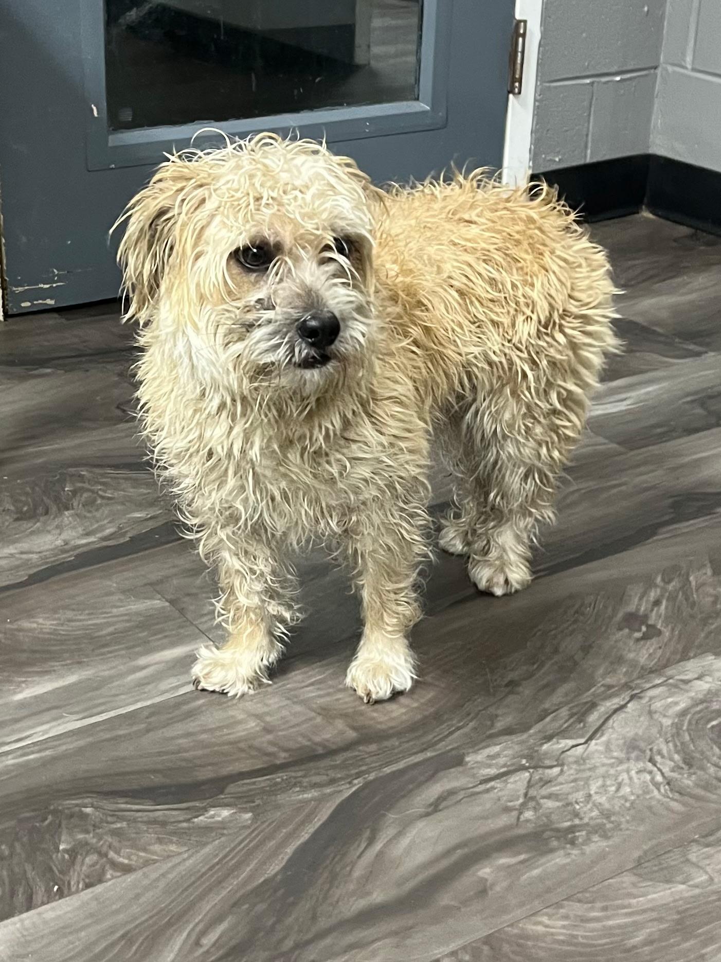 Enlarge Ferguson, an adopted mixed breed in Trenton, NJ image 1/1