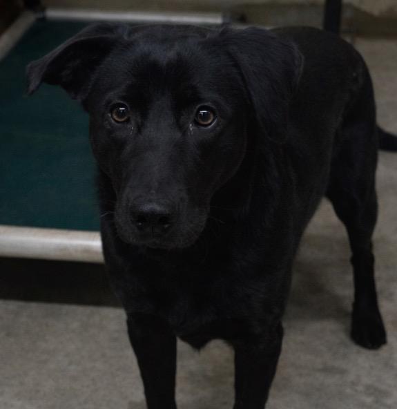 Jesse, Adoptable, Young Male Labrador Retriever.