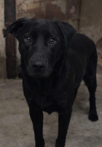 Enlarge Jesse, a Adoptable Labrador Retriever in Swainsboro, GA image 2/2