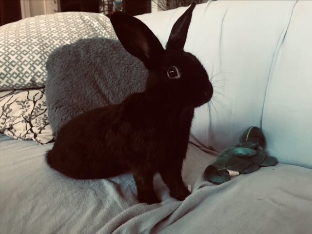 Enlarge Darcy & Jetta (South Surrey), a Adoptable mixed breed in Vancouver, BC image 2/6