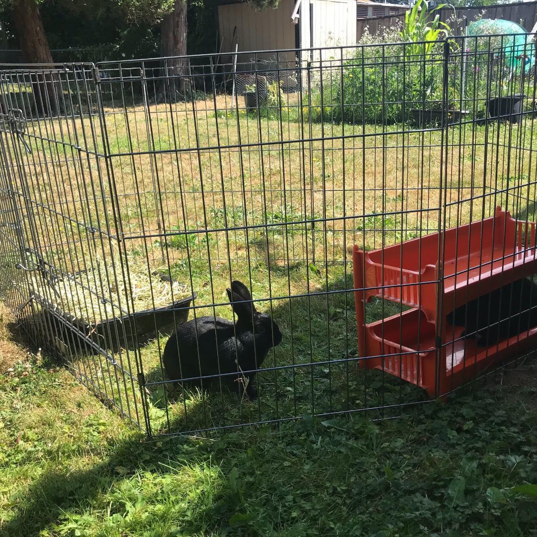 Enlarge Darcy & Jetta (South Surrey), a Adoptable mixed breed in Vancouver, BC image 5/6