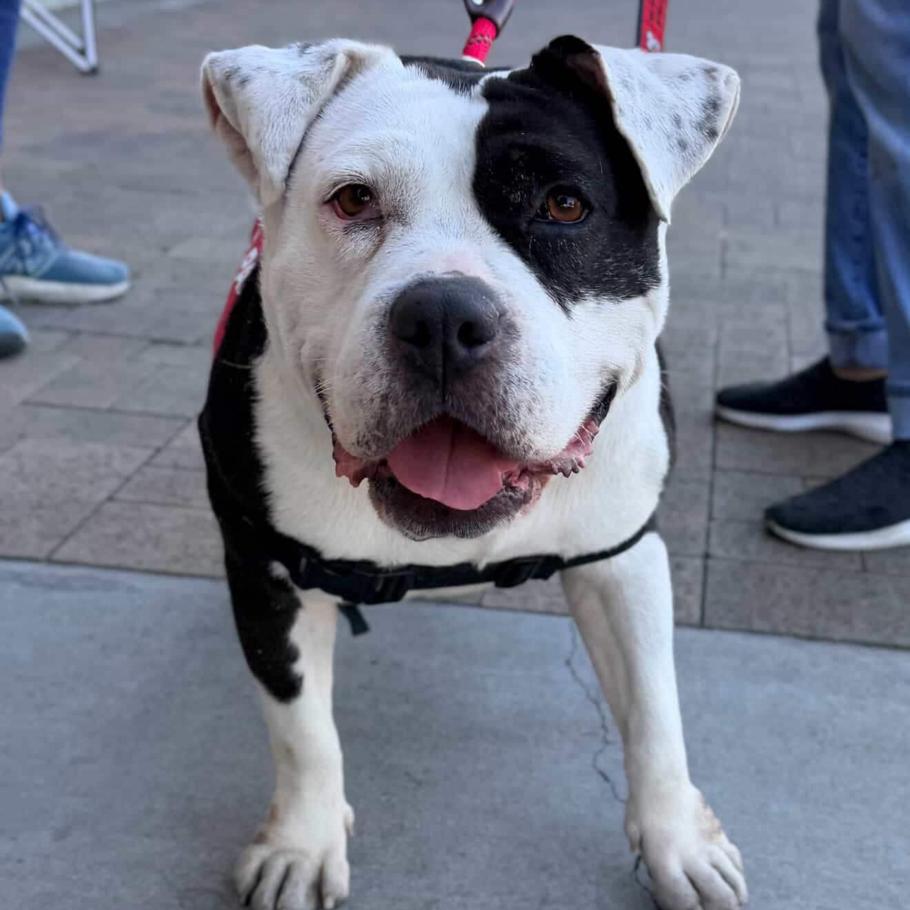 Juneau, adopted, Adult Female American Staffordshire Terrier & English Bulldog.