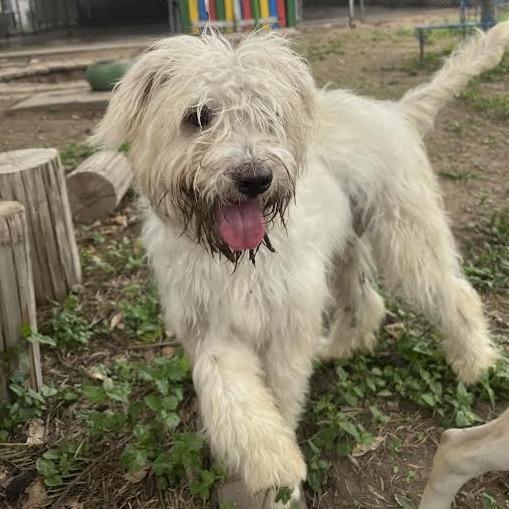 Nova, Adoptable, Puppy Female Shih Tzu & Jack Russell Terrier.