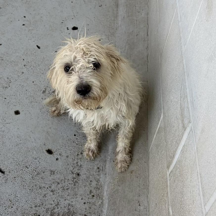 Enlarge Nova, a Adoptable mixed breed in Laredo, TX image 1/1