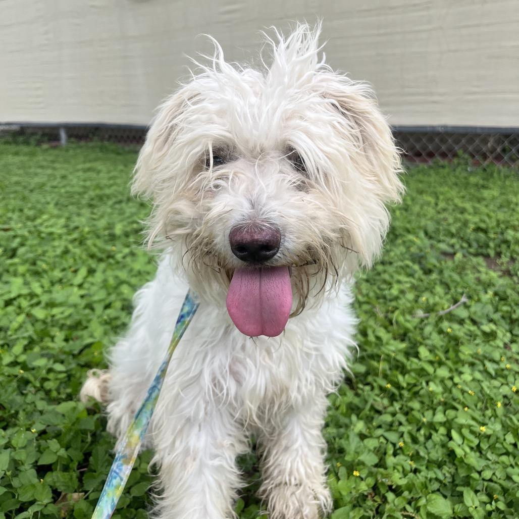 Enlarge Nova, a Adoptable mixed breed in Laredo, TX image 3/3
