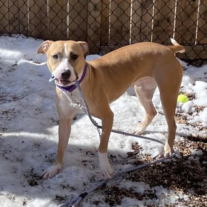 Enlarge Twista, a Adoptable mixed breed in Washington, DC image 1/3