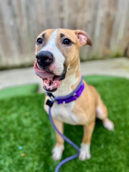 Enlarge Twista, a Adoptable mixed breed in Washington, DC image 2/3