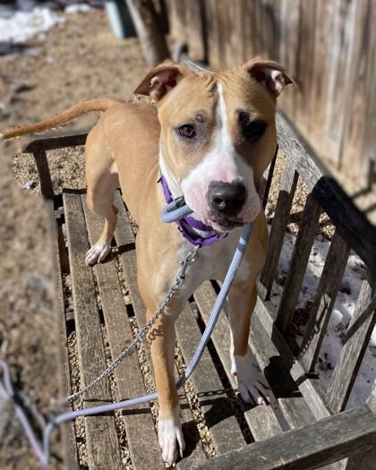 Enlarge Twista, a Adoptable mixed breed in Washington, DC image 3/3