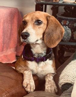 Maybelle, Adopted, Adult Female Beagle.