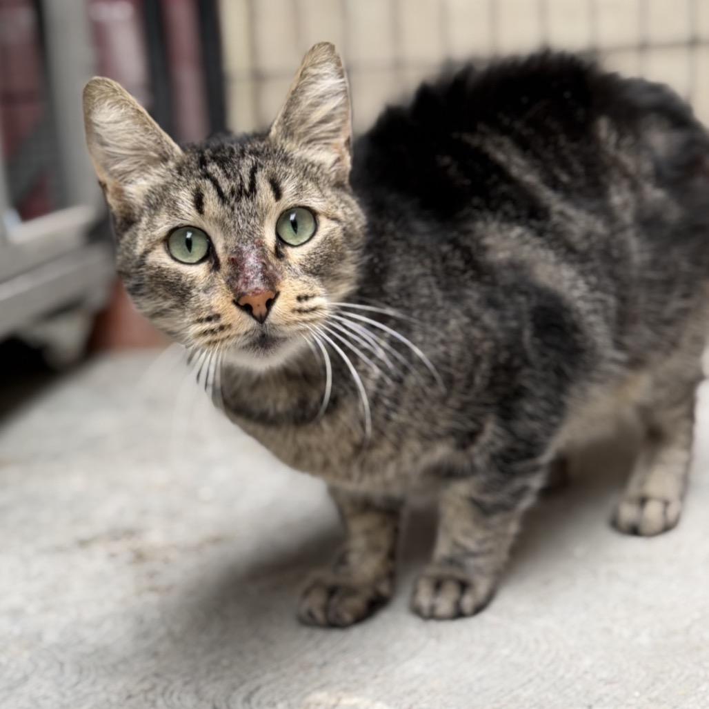 Enlarge Sonny - 6800, a Adoptable Domestic Short Hair in Long Beach, CA image 1/5