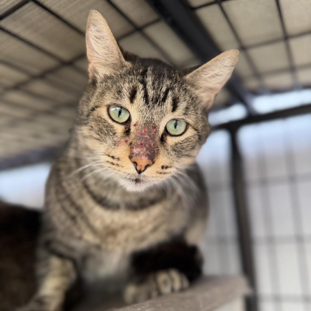 Enlarge Sonny - 6800, a Adoptable Domestic Short Hair in Long Beach, CA image 2/5
