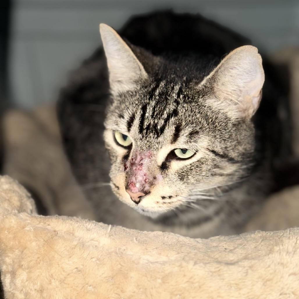 Enlarge Sonny - 6800, a Adoptable Domestic Short Hair in Long Beach, CA image 3/5