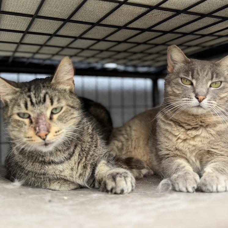 Enlarge Sonny - 6800, a Adoptable Domestic Short Hair in Long Beach, CA image 4/5
