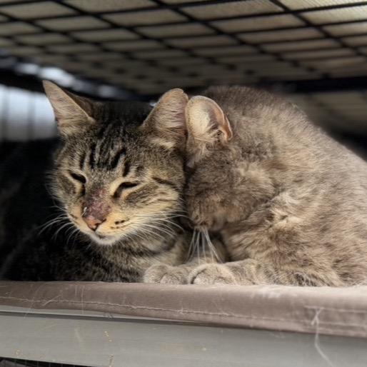 Enlarge Sonny - 6800, a Adoptable Domestic Short Hair in Long Beach, CA image 5/5