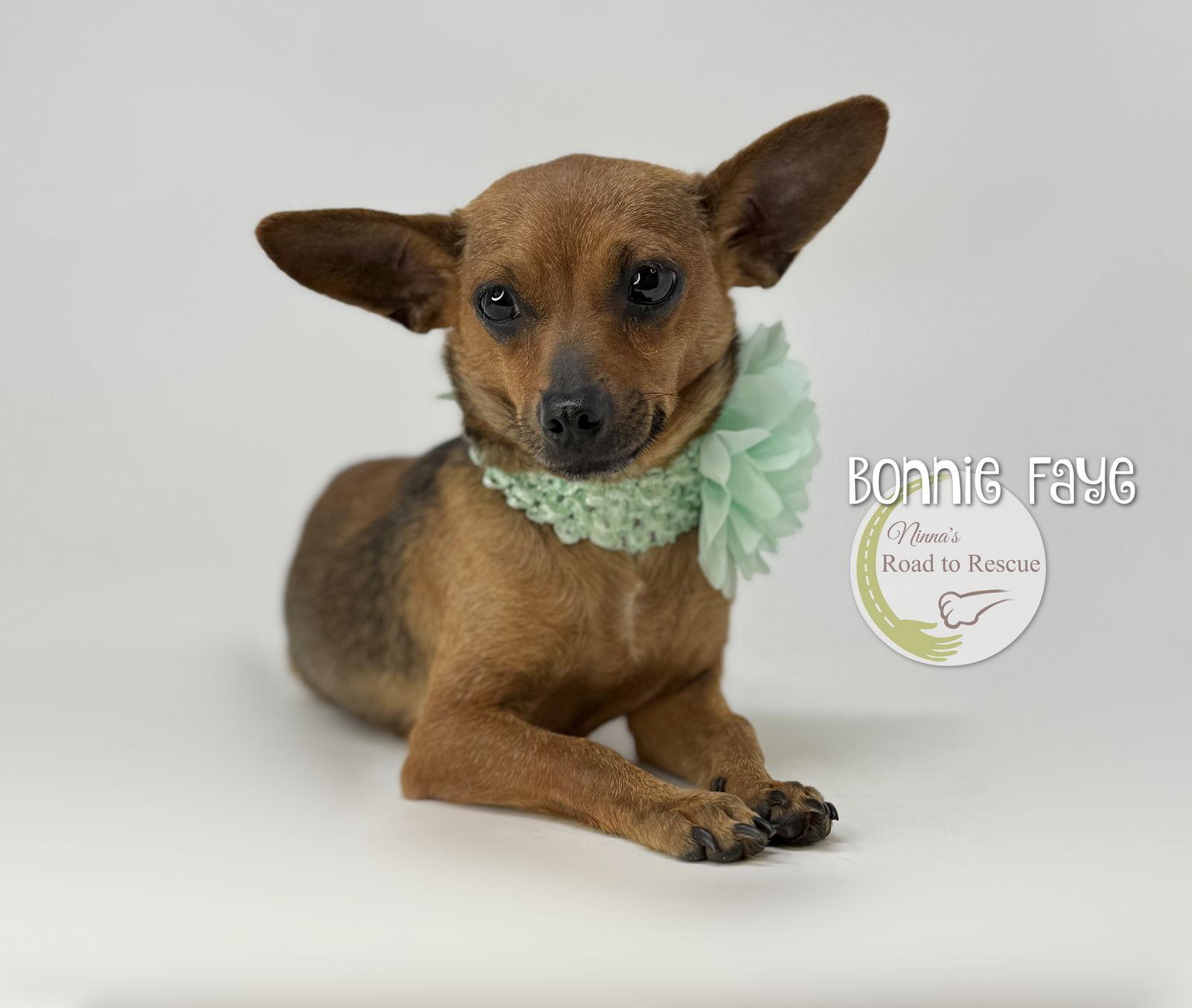 Bonnie Faye, a Adopted mixed breed in Benton, LA image 1/3