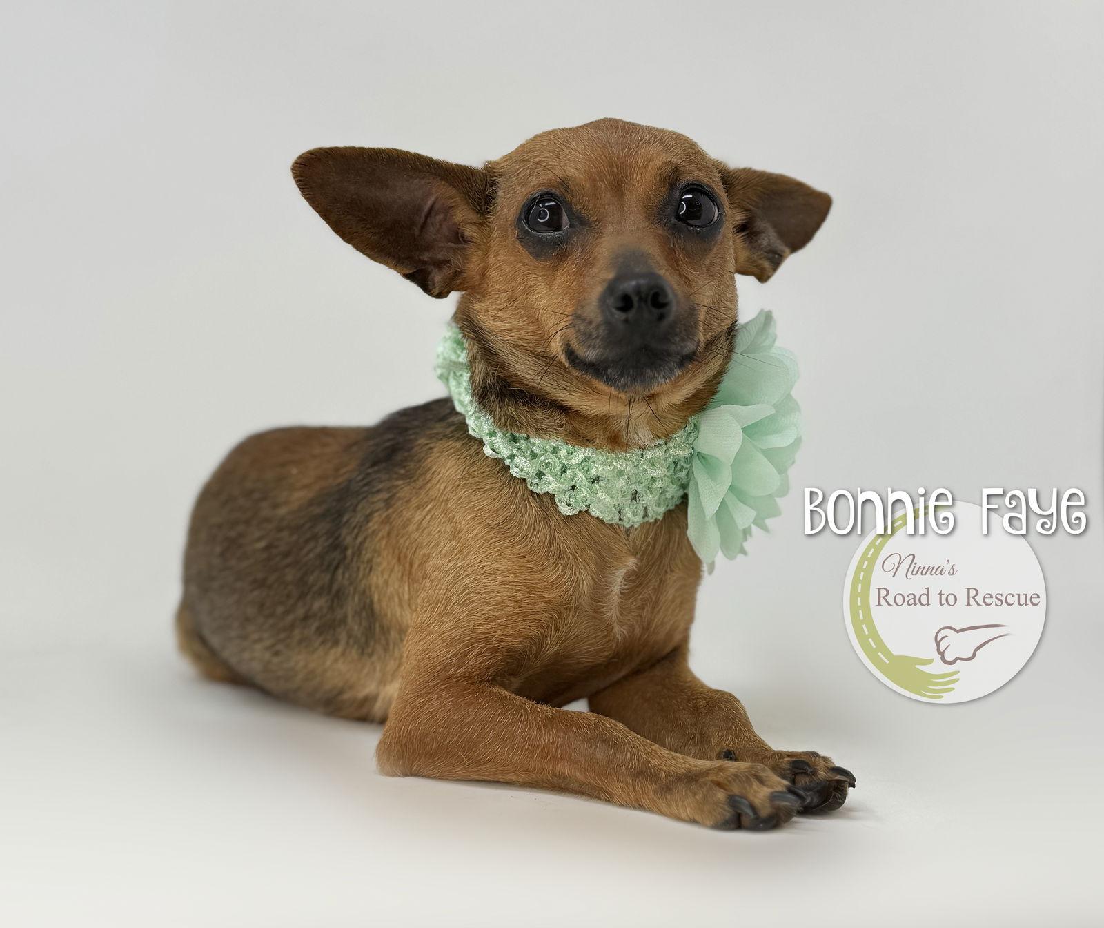 Bonnie Faye, a Adopted mixed breed in Benton, LA image 2/3