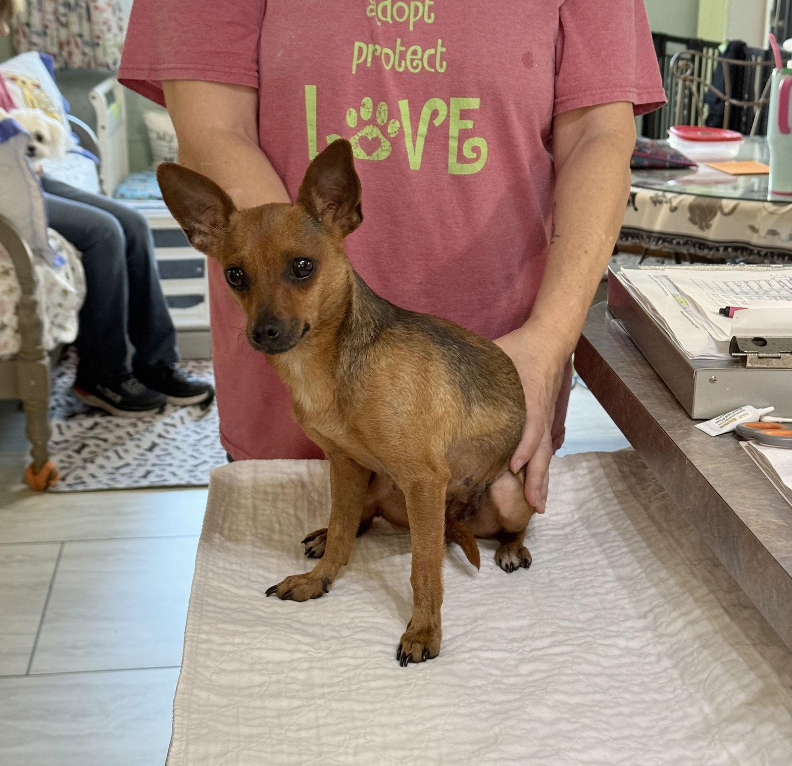 Enlarge Bonnie Faye (NOT YET AVAILABLE), a Adoptable mixed breed in Benton, LA image 1/1