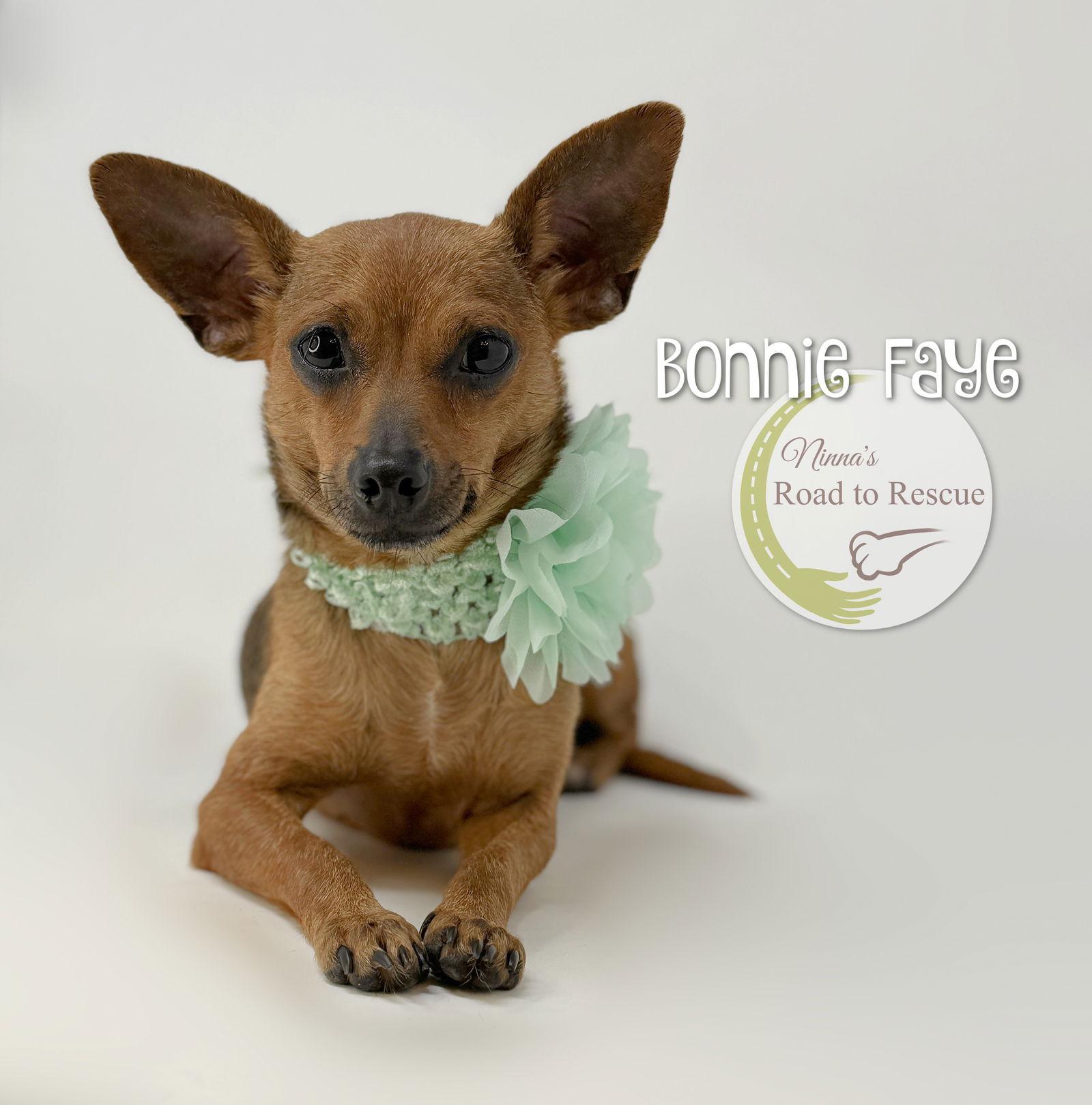 Bonnie Faye, a Adopted mixed breed in Benton, LA image 3/3