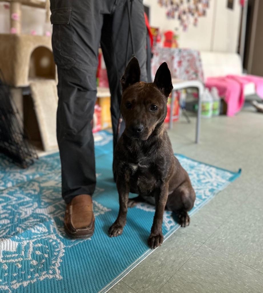 Avalon, Adoptable, Adult Female Mixed Breed.