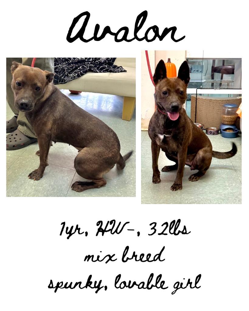 Enlarge Avalon, a Adoptable mixed breed in Albany, GA image 2/3