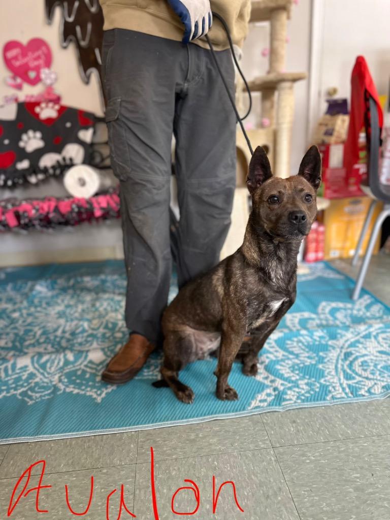 Enlarge Avalon, a Adoptable mixed breed in Albany, GA image 2/6