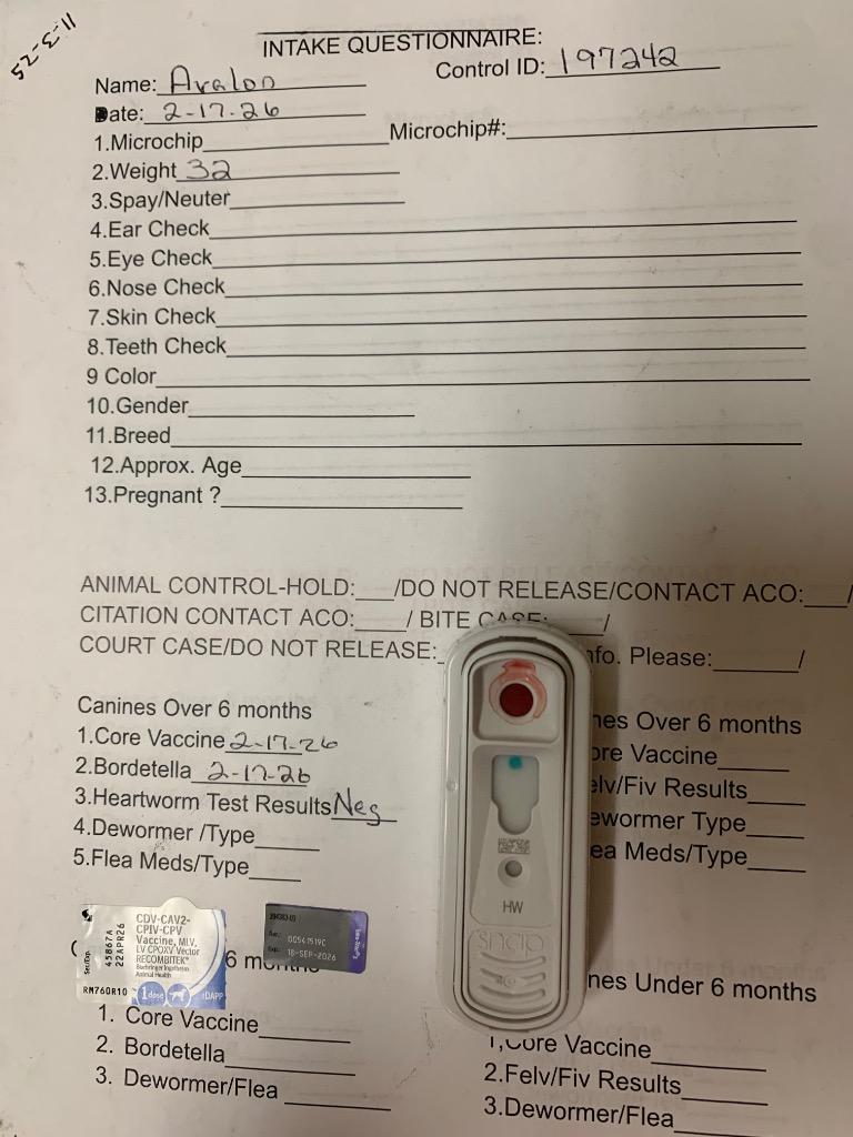 Enlarge Avalon, a Adoptable mixed breed in Albany, GA image 5/6