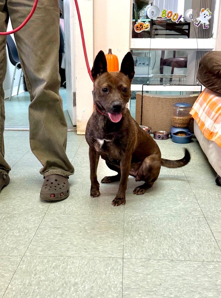 Enlarge Avalon, a Adoptable mixed breed in Albany, GA image 6/6