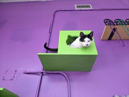 Mikey (Formerly Malaysia NOLA Cat Lounge), Adoptable, Adult Male Domestic Short Hair & Domestic Short Hair.