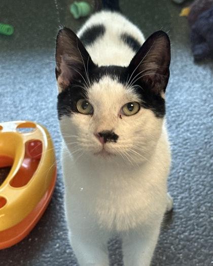 Enlarge Mikey (Formerly Malaysia NOLA Cat Lounge), a Adoptable mixed breed in New Orleans, LA image 2/2