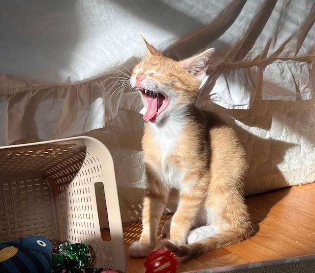 Twig — thumbnail 2