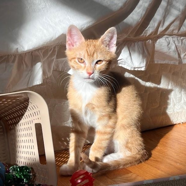 Twig — thumbnail 3