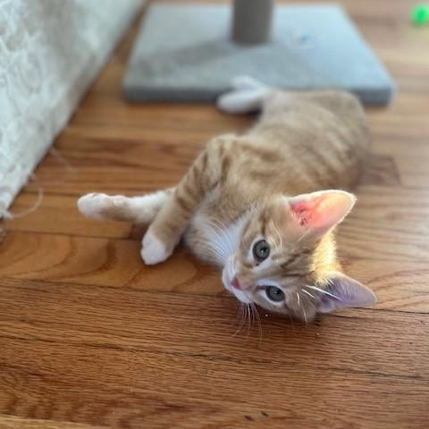 Twig — thumbnail 4