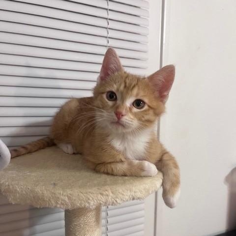 Twig — thumbnail 5