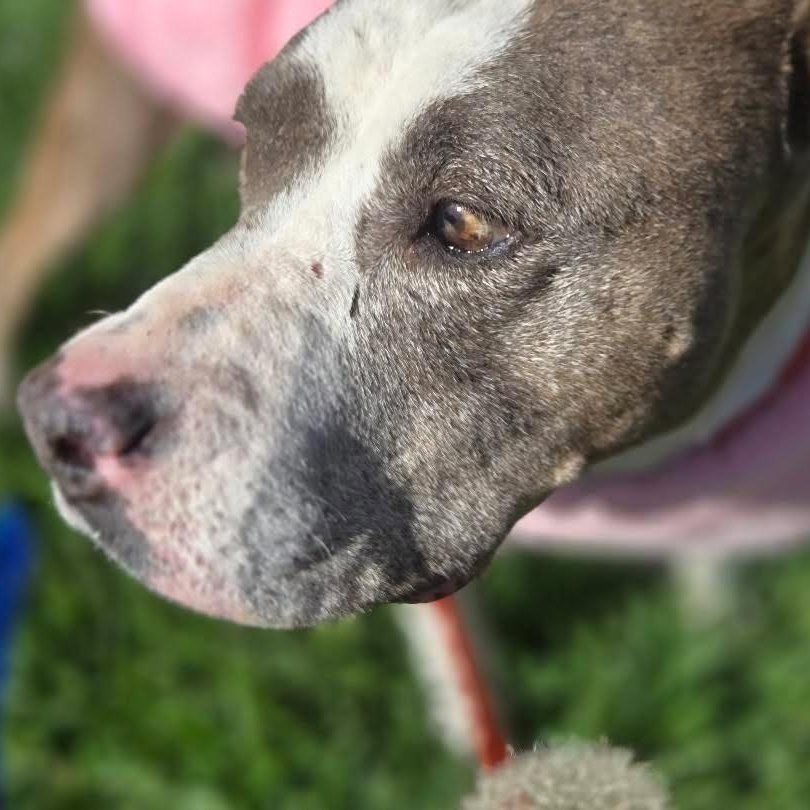 Enlarge Dolly, a Adoptable mixed breed in Whittier, CA image 3/5