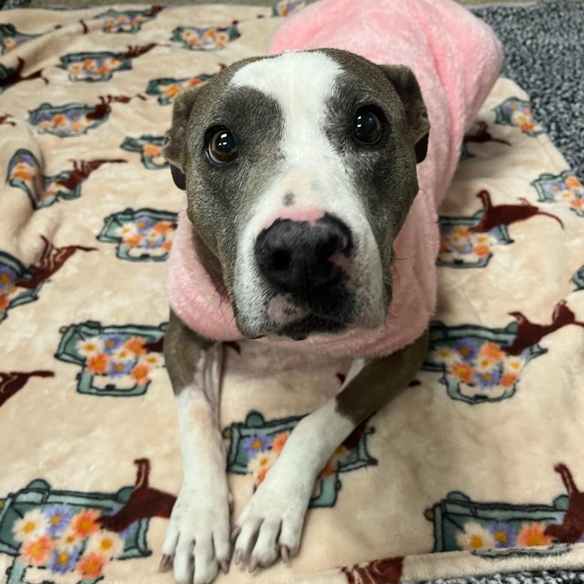 Enlarge Dolly, a Adoptable mixed breed in Whittier, CA image 4/5